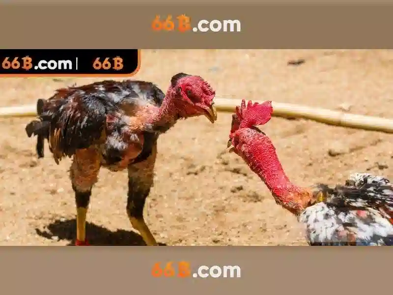 Ứng dụng của 66B Ứng dụng của 66B