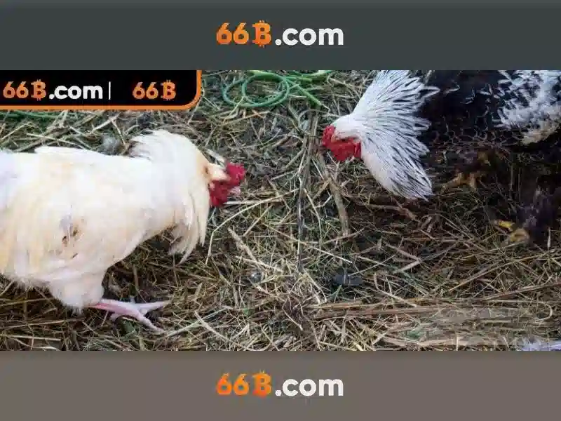 66B: Khái niệm, kích thước và ứng dụng của mô hình ngôn ngữ lớn 66B Soi kèo hiệp 1