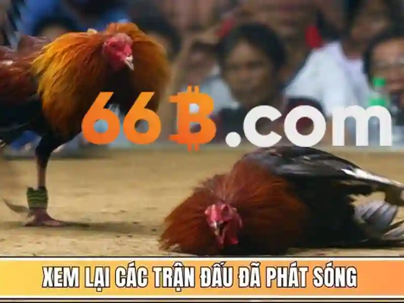 66b: khái niệm, kiến trúc và ứng dụng Go88